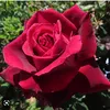 juliapetrie323