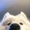phamtamnhuu