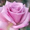 sohil_789