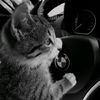 hexa_cat