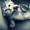 p_hoang011