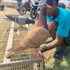 Berkah Jaya Terbang BF