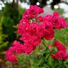 succy539