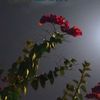 dnvxjmch