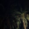 queen_22q8