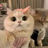myat22112