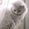 milkchocholate_25