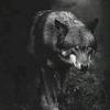 wolf_0019n