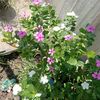 ashik.noor1