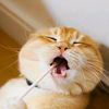 petnotes520
