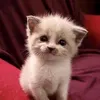 cucbusidthw