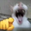 grzibe_q