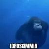 idroscimmia001