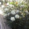 glycineblanche