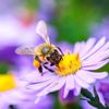 bzzbzz_buzz