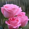 user5091880476001