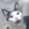 comadrejajimenez