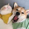 happycutepetdiary