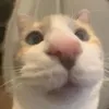 xaunhungdeptrai06
