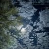kivii_01