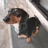 doggy_12