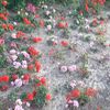 halil_cansu