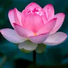duongxuan_thu