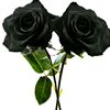 mawarhitam301101
