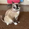 papiitakui