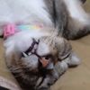 mimi_chocobie