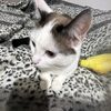 kiwi_11.2