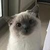 araujo_uruma