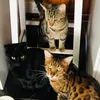 leojinxandoti