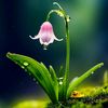noori77_