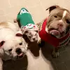 smushyfacetexans