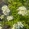 annleyinthegarden