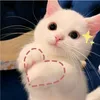dolyn.ic