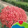 useris4bjce9st