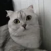 mrftof