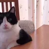 curious_benjam1n