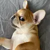 scarletthefrenchbulldog