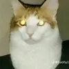 hi91188