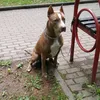 pittbull_bestia_64