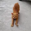catslover750