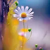 dayki.elam