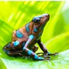 frog_amphibian