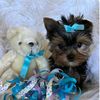 yorkies.great.whitenorth