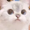 miroboqueo