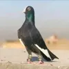 ايمن فاضل