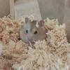 emilia_aino11